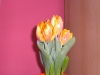 meine_tulpen (4)